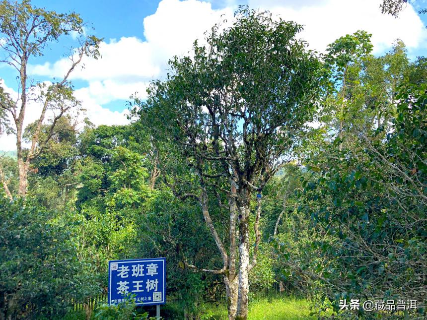 山头古树茶力压品牌茶，二者拉锯导致部分市场混乱，茶友如何抉择